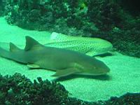 Requin zebre et Requin nourrice fauve.jpg